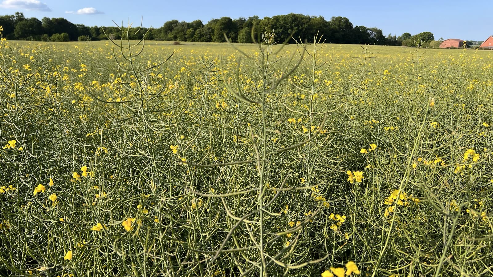 Rapsfeld im Frühjahr